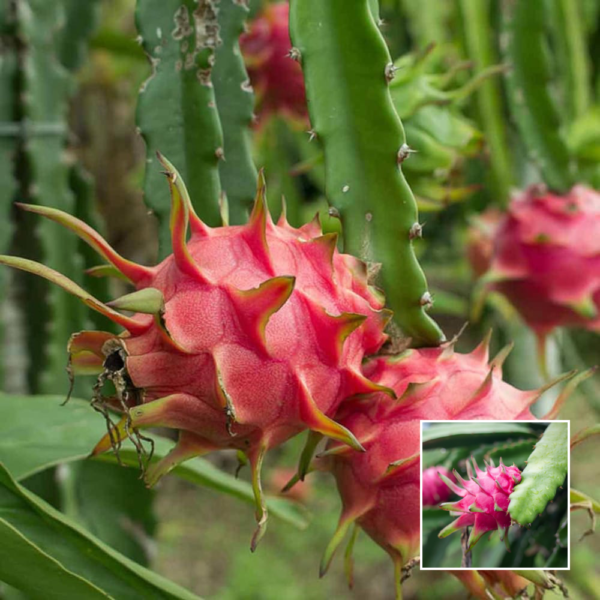 Pink Dragon Fruit - Grafted Plants