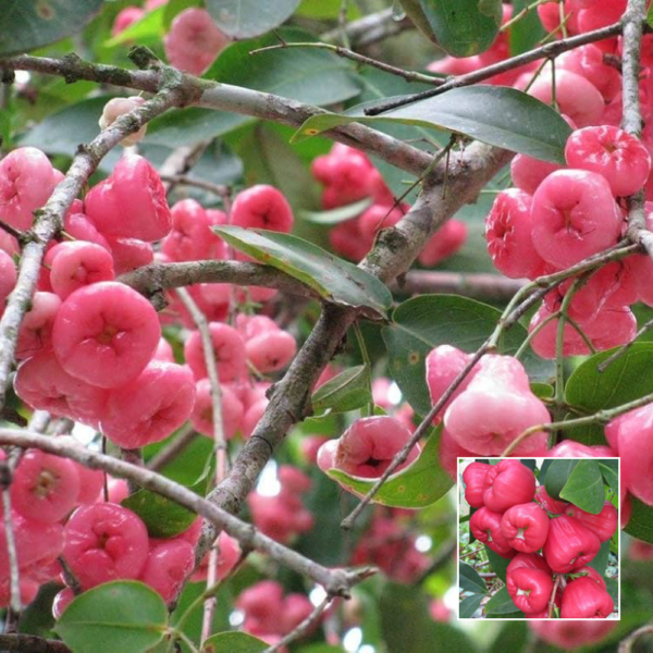 Pink Water Apple - Exotic Plants