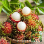 Ram Bhutan Plant - Buy Online at Green Glow Nursery