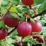 Red Amla Plant - Buy Online at Green Glow Nursery