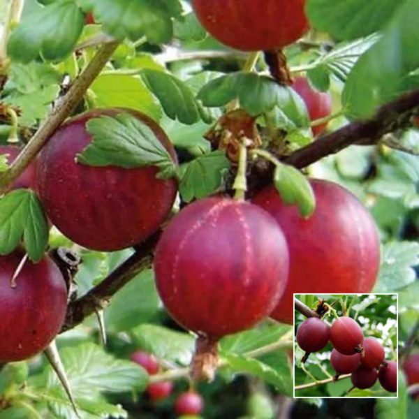 Red Amla - Exotic Plants