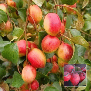 Red Apple Ber - Grafted Plants