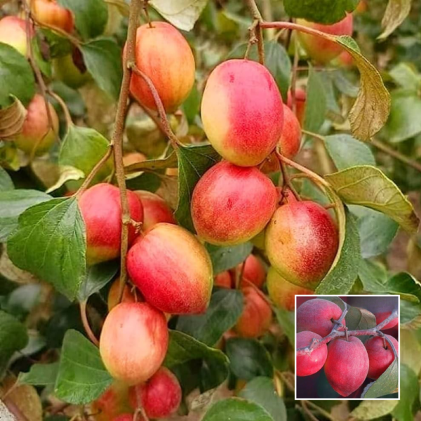 Red Apple Ber - Grafted Plants