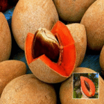 Red Chiku (Sapota) Plant - Buy Online at Green Glow Nursery