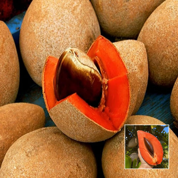 Red Chiku (Sapota) - Fruit Plants