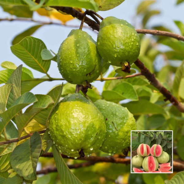 Red Diamond Guava - Exotic Plant