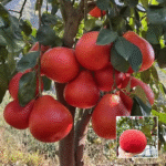 Red Jambura (Pomelo) Plant - Buy Online at Green Glow Nursery