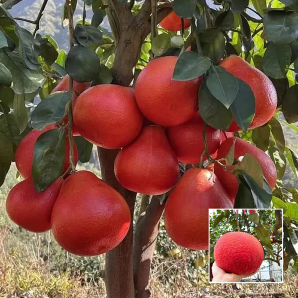 Red Jambura (Pomelo) - Exotic Plants