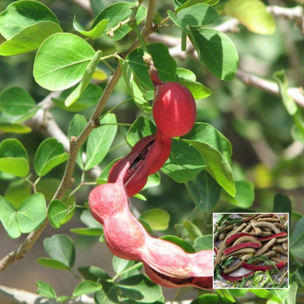 Red Sweet Imli - Exotic Plants