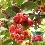 Red Water Apple Plant - Buy Online at Green Glow Nursery