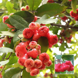 Red Water Apple - Grafted Plants