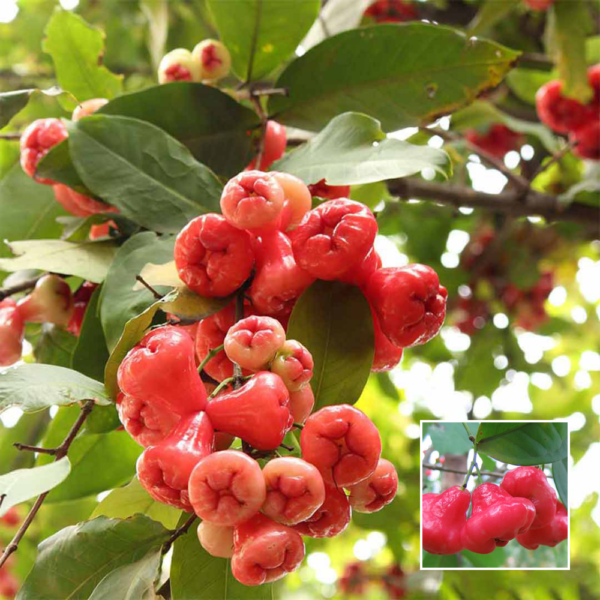 Red Water Apple - Grafted Plants