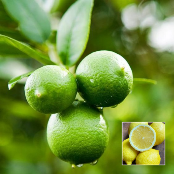 Seedless Lemon - Exotic Plants