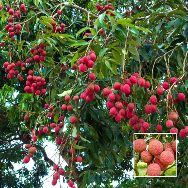 Seedless Litchi - Exotic Plants