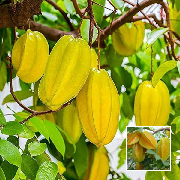 Star Fruit - Fruit Plants & Trees