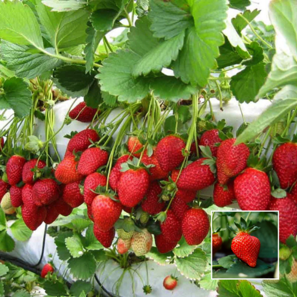 Strawberry - Exotic Fruit Plants