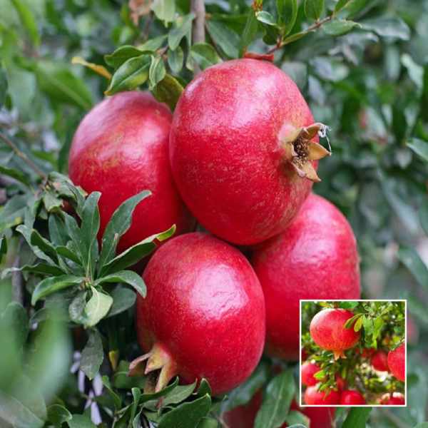 Super Bhagava Pomegranate (Anar) - Grafted