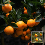 Sweet China Orange Plant - Buy Online at Green Glow Nursery