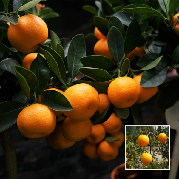 Sweet China Orange - Exotic Plants