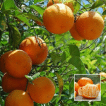 Sweet Darjeeling Orange Plant - Buy Online at Green Glow Nursery