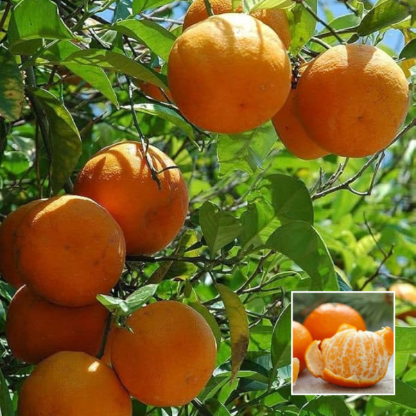 Sweet Darjeeling Orange - Exotic Plants