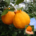 Sweet Dekopon Orange Plant - Buy Online at Green Glow Nursery