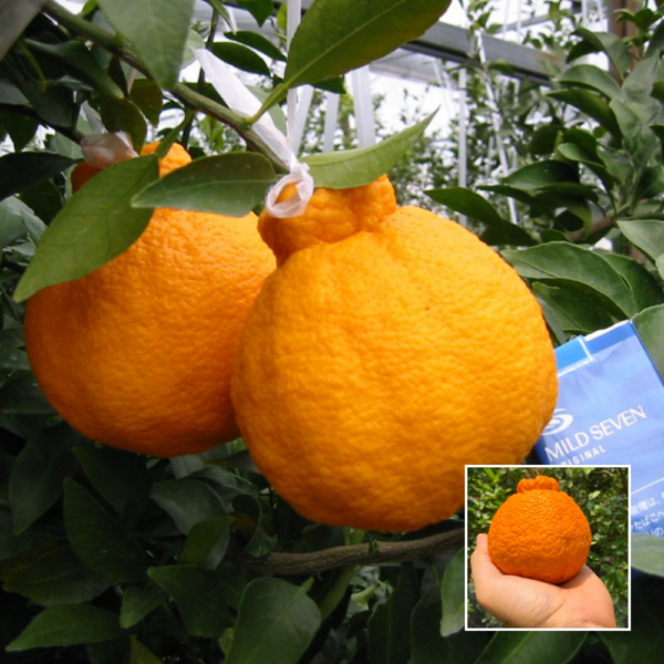 Sweet Dekopam Orange - Exotic Plants