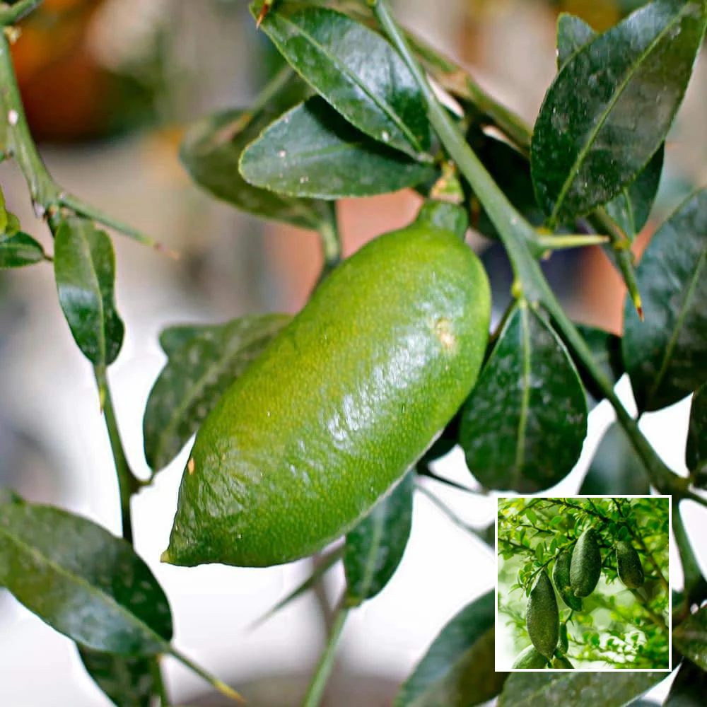 Sweet Finger Lemon - Grafted Plants