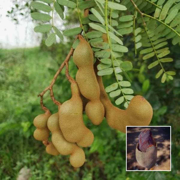 Sweet Imli - Grafted Plants