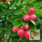 Sweet Karonda Plant - Buy Online at Green Glow Nursery
