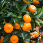 Sweet Mini China Orange Plant - Buy Online at Green Glow Nursery