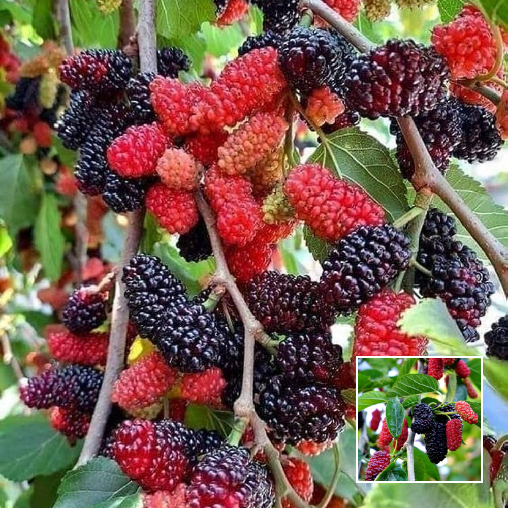 Sweet Mulberry - Exotic Plants