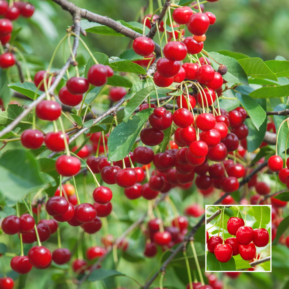sweet red cherry