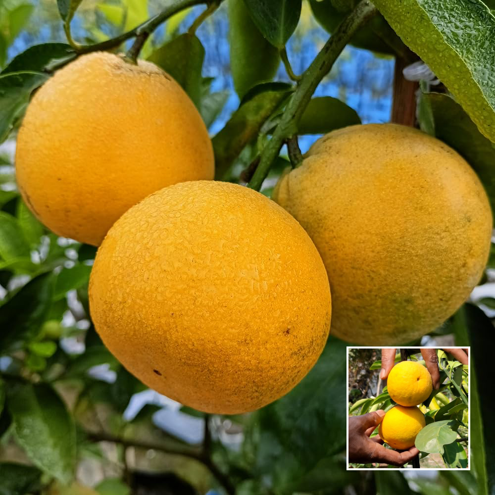 Sweet Yellow Malta - Exotic Plants