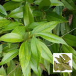 Tej Patta (Bay Leaf) Plant - Buy Online at Green Glow Nursery