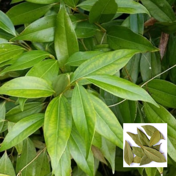 Tej Patta (Bay Leaf) - Grafted Plants