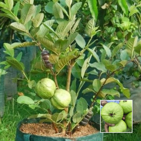 Thai 7 Guava - Fruit Plants & Trees