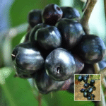 Thai Black Jamun Plant - Buy Online at Green Glow Nursery