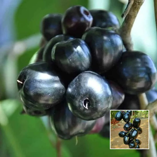 Thai Black Jamun - Exotic Plants