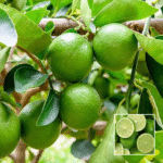 Thai Patti Lemon Plant - Buy Online at Green Glow Nursery