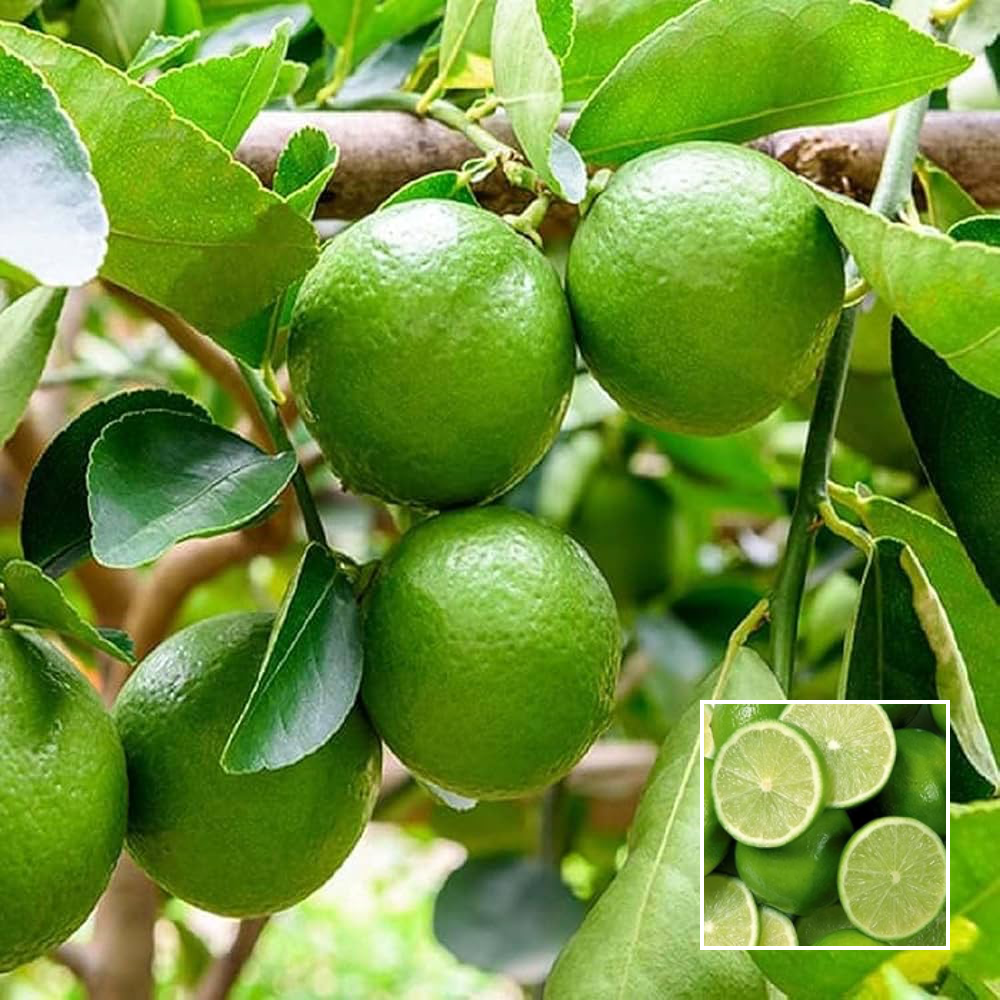 thai patti lemon