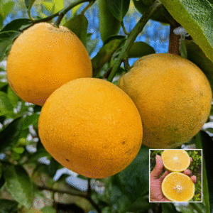Vietnam Sweet Malta - Exotic Plants