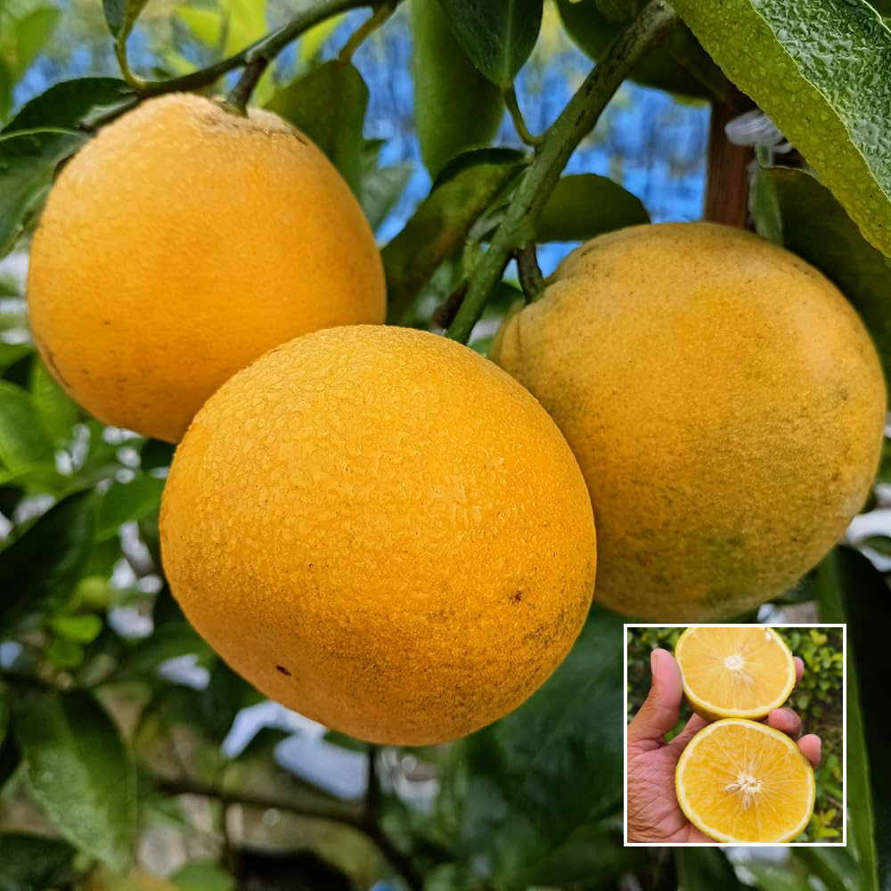 Vietnam Sweet Malta - Exotic Plants