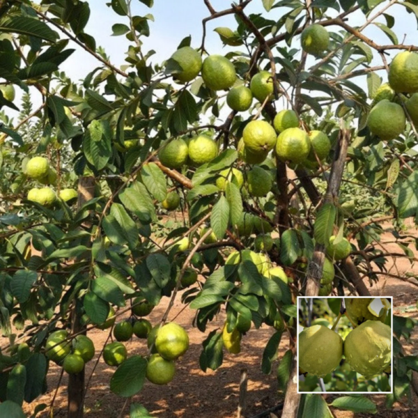 VNR Guava - Fruit Plants & Trees