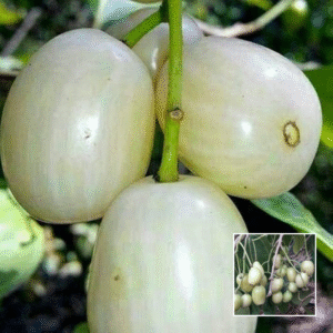 White Jamun - Exotic Plants