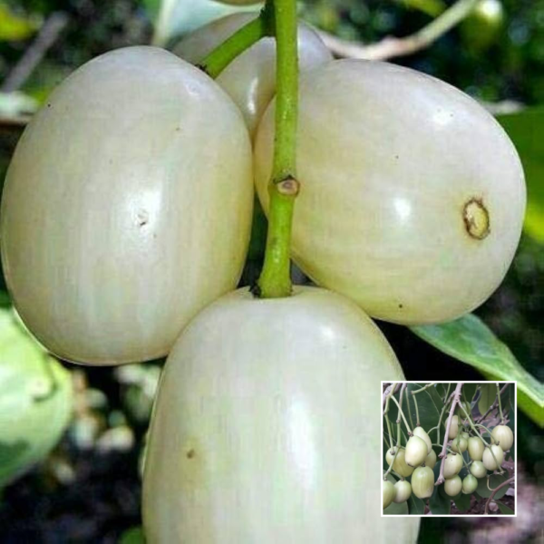 White Jamun - Exotic Plants