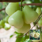 White Water Apple Plant - Buy Online at Green Glow Nursery