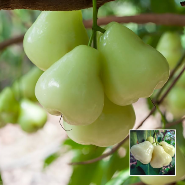White Water Apple - Grafted Plant