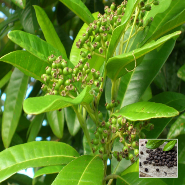 All Spice - Grafted Plant