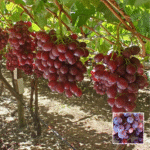 Black Grapes (Angur) Plant - Buy Online at Green Glow Nursery